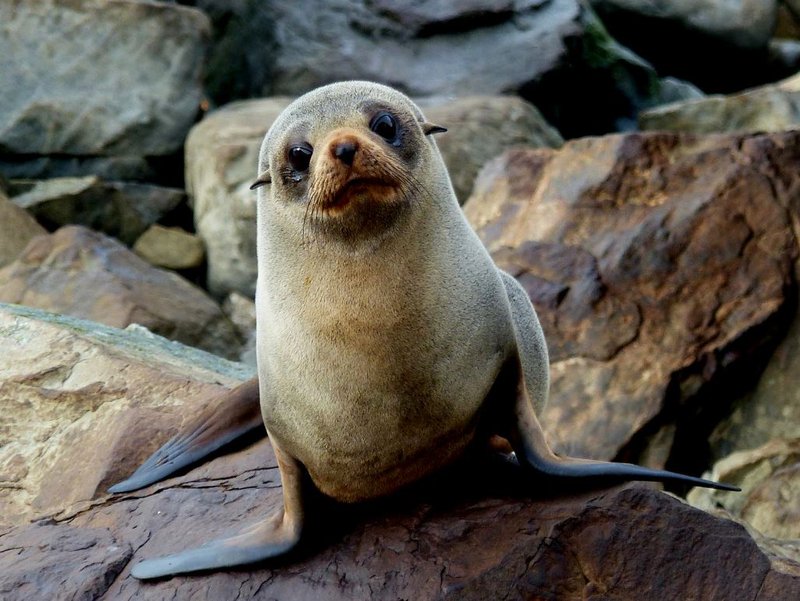 New Zealand Fur Seal (Arctocephalus forsteri) | SchoolWorkHelper